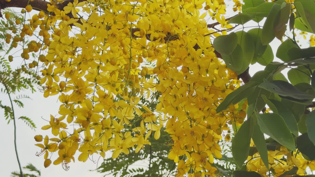 Zbliżenie na drzewo kasji rurkowatej (amaltas) z gęstymi skupiskami jasnożółtych kwiatów delikatnie kołyszących się na wietrze, światło słoneczne przesączające się przez płatki w żywej letniej scenerii zewnętrznej.