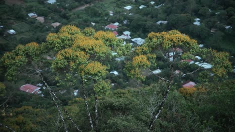 flores amarillas que crecen en la ladera de una montaña con casas en el fondo