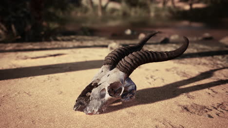 cráneo de animal en el desierto