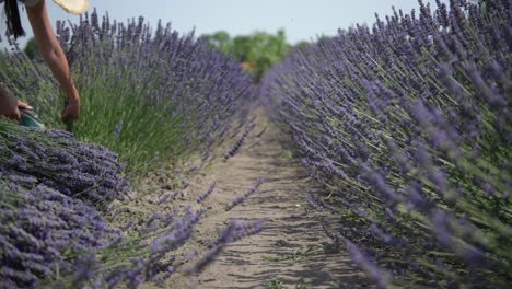 mujer cosechando lavanda