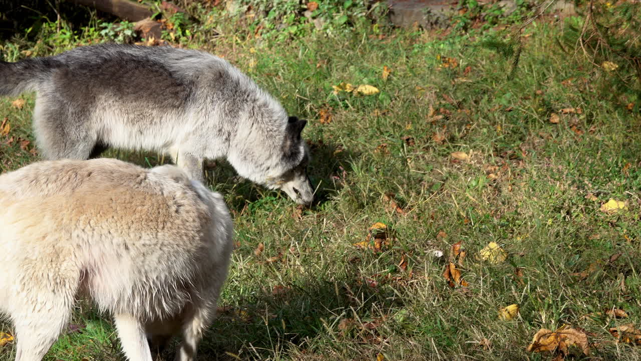 Rocky Mountain Wolves quickly search and sniff the ground for food