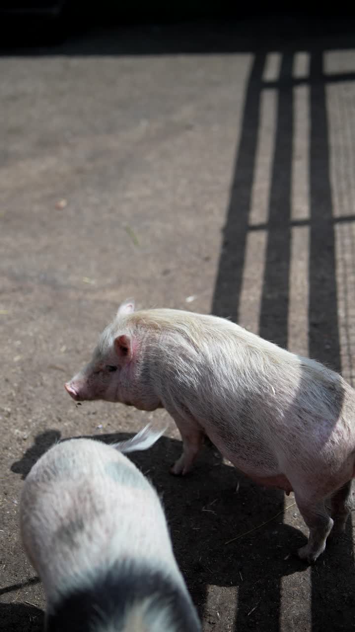 창고에 힌 돼지