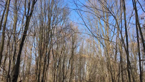 Walking-on-a-forest-road,-early-spring-season