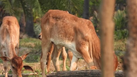 cow lamb playing on ground-gold