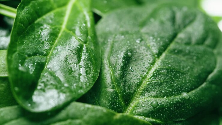 Prossimo piano di foglie di spinaci fresche