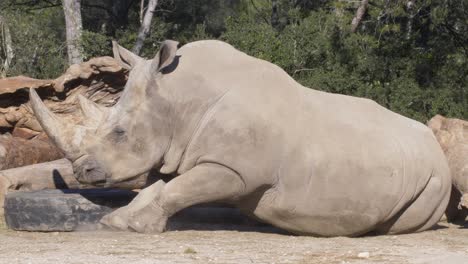 Nashorn-Im-Zoo-Von-Montpellier