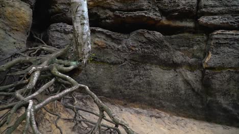 A-birch-tree-standing-on-the-roots-out-of-the-washed-sand,-Czech-Saxon,-Ceske-Svycarsko,-Czech-Republic