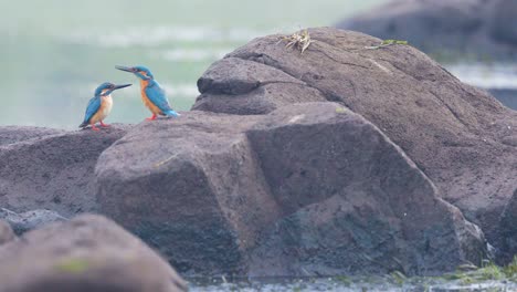 two common kingfisher males sitting on the rocks fighting a territorial battle for their space on the river , defending their patch to fish in india filmed in uhd