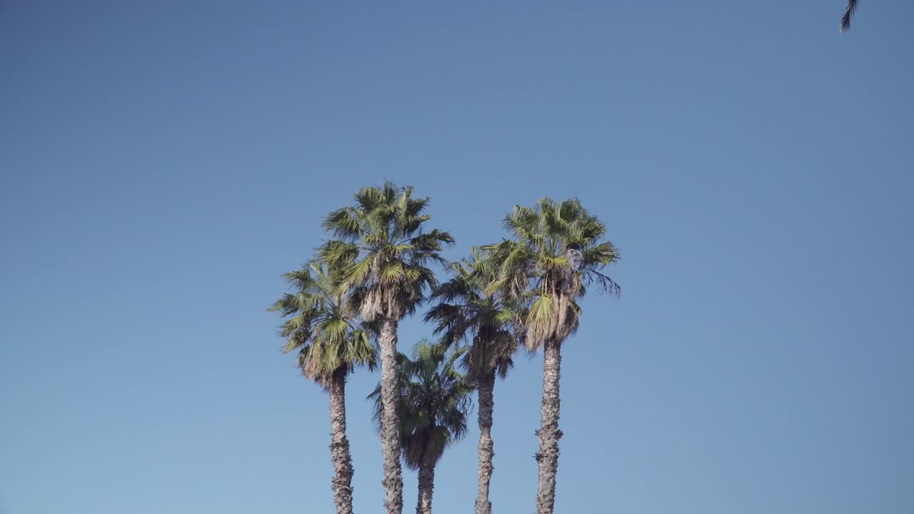 Camera shot of palm trees in Naples, Italy with clear blue skies