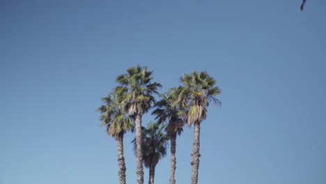 camera shot of palm trees in naples, italy with clear blue skies