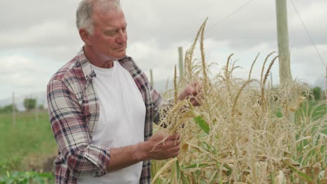 mature man working on farm