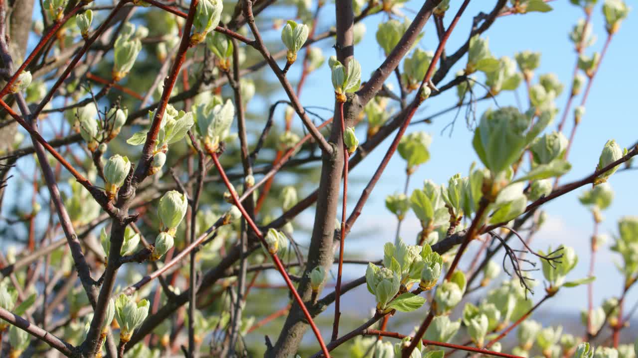 capullos de árboles y flores en los tallos en un día ventoso