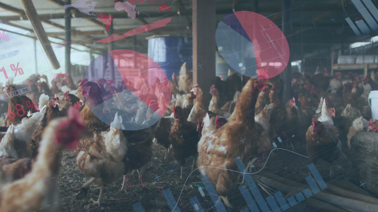 Flock of chickens walking on dirt floor in flat design, projecting data overlays and feed barrel