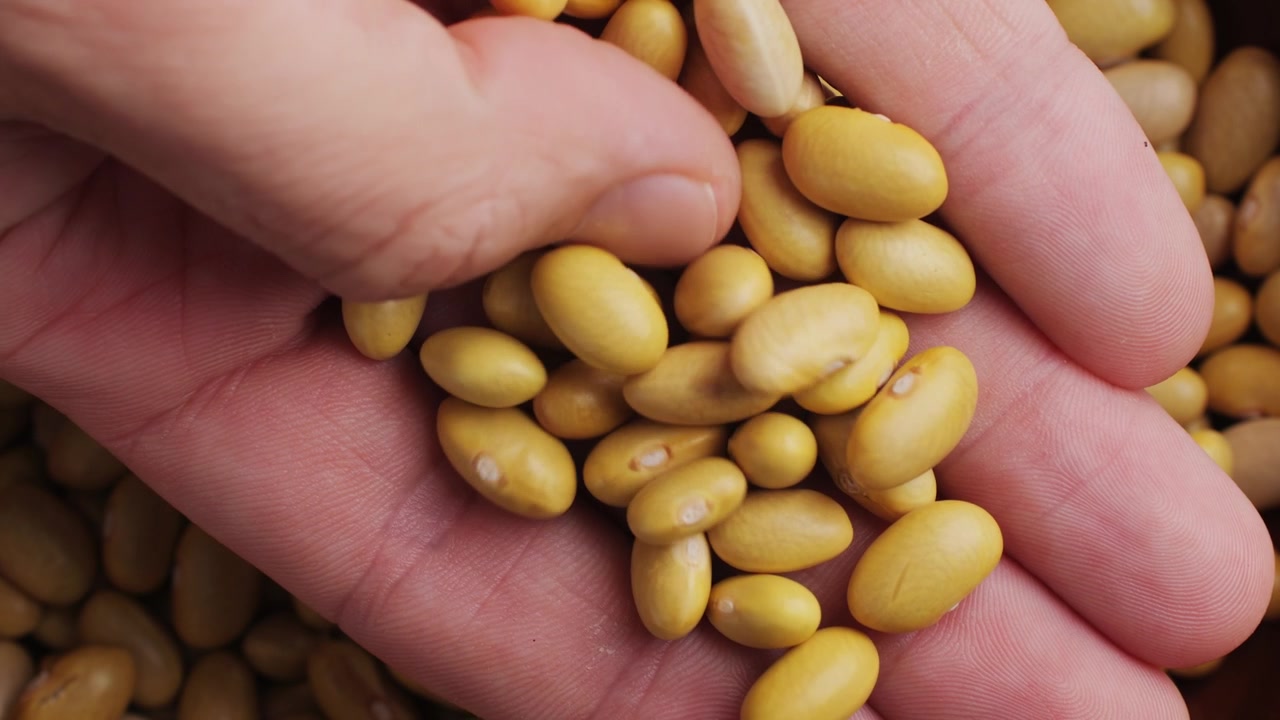 Person's Hand Pouring Dry Yellow Beans