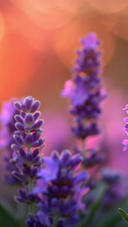 sunset lavender blooms glow. lavender blooms vibrantly at sunset, casting a warm glow and enhancing the landscape's beauty.