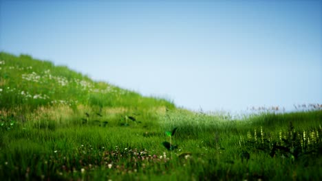 field of green fresh grass under blue sky