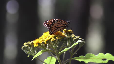 Monarchfalter-Im-Naturschutzgebiet-Mexiko