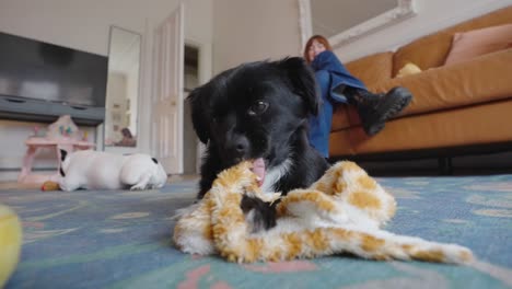 Small-black-dog-enjoys-chewing-cuddly-toy-while-relaxed-adult-watch-on