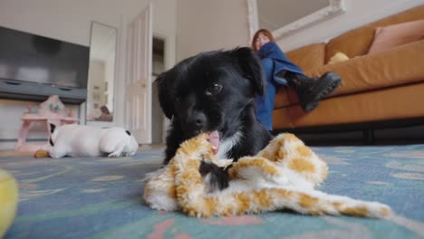 Small black dog enjoys chewing cuddly toy while relaxed adult watch on