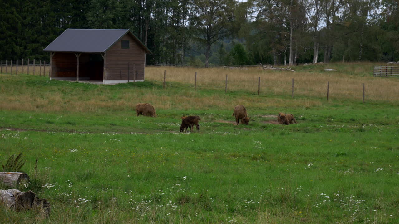 европейский зубр катается по грязи на племенной ферме в швеции