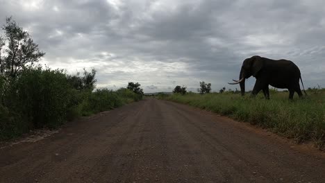 pov, wide shot of a very large elephant bull with big tusks walking over a dirt road in the kruger national park