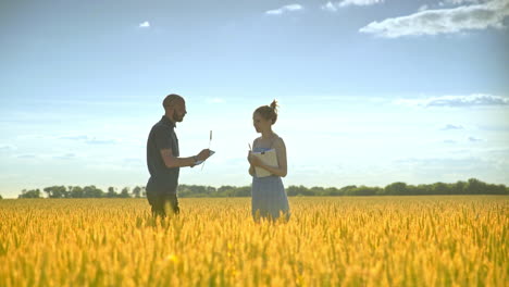 Agro-farmer-analyzing-wheat-ears-with-female-agronomist.-Agriculture-research