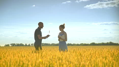 agro farmer analyzing wheat ears with female agronomist. agriculture research