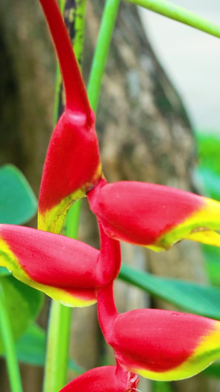 Un primo piano di vivaci fiori di Heliconia in un ambiente lussureggiante e tropicale, che mostrano le loro sorprendenti tonalità rosse e gialle