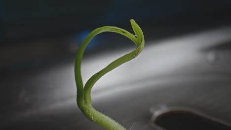 extreme macro close up of green stem from plant sticking out of kitchen drain sink