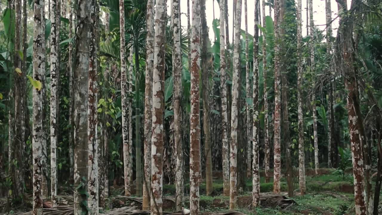 árboles de nueces de areca que crecen en un bosque tropical