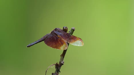 Grasfalkenlibelle,-Neurothemis-Fluctuans