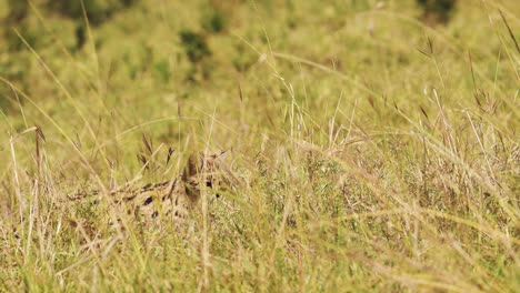 Toma-En-Cámara-Lenta-De-Serval-De-Gato-Salvaje-Cazando-En-Hierba-Alta,-Cubierta-Baja,-Merodeando,-Fauna-Africana-En-La-Reserva-Nacional-De-Masai-Mara,-Kenia,-Animales-De-Safari-De-áfrica-En-La-Conservación-Del-Norte-De-Masai-Mara