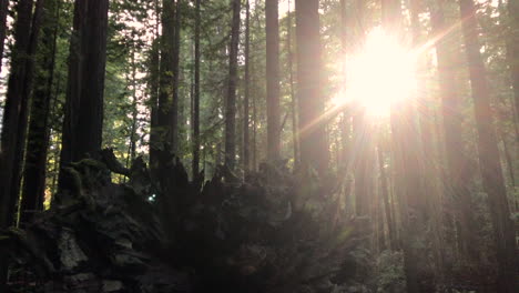 california redwood trees grove, an area which is called avenue of the giants