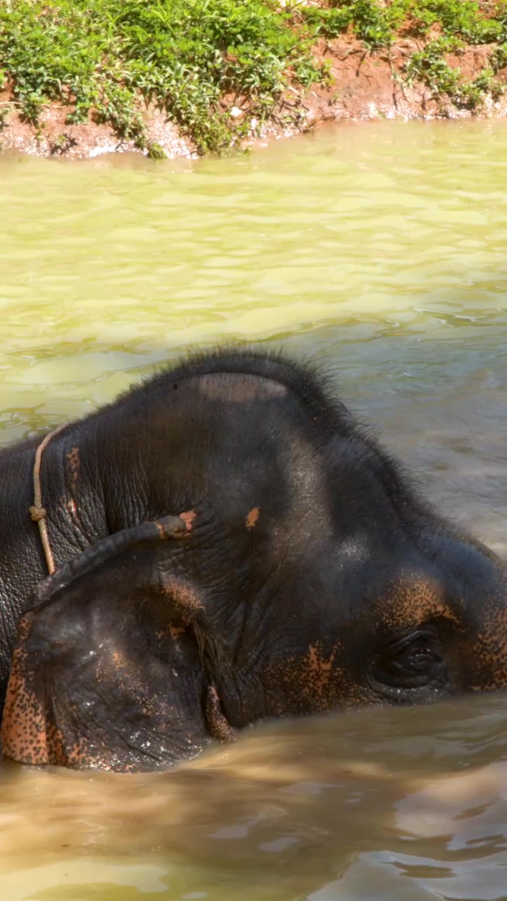 Primo piano di un elefante asiatico immerso in acqua fangosa durante una giornata di sole.