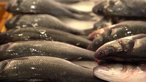 seafaood in the croatian fish market
