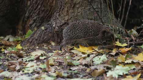 hedgehog searching for food on the ground in fall between leaves, gras and trees