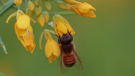 Primer-Plano-Extremo-De-Una-Ocupada-Abeja-Recolectando-Y-Polinizando-Las-Flores-De-Colza-De-Color-Amarillo-Dorado,-Mostrando-La-Belleza-De-La-Naturaleza