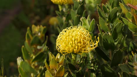 Honigbiene-Fliegt-über-Leucospermum-Blume,-Makro