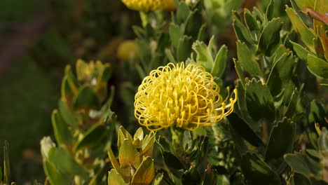 honey bee flying over leucospermum flower, macro