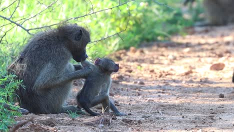 female baboon grabbing her baby as it runs past to groom it, kruger national park