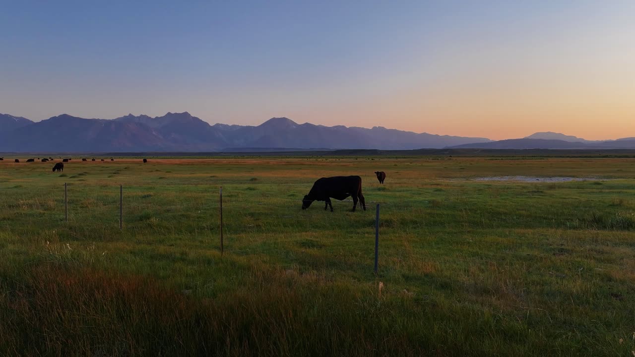 Ripresa aerea a bassa quota di un drone che orbita attorno a una mucca Black Angus al pascolo in un prato aperto vicino a Bishop, in California. Soffice luce dell'alba, pali di recinzione in primo piano, montagne della Sierra Nevada a strati sullo sfondo
