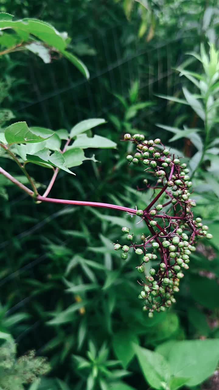 primer plano de una planta de saúco