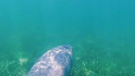 a manatee swim in the tropical waters off hol chan marine reserve, san pedro, belize