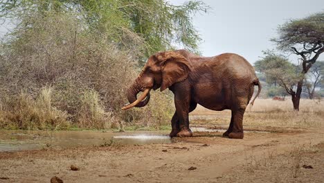 el elefante bebiendo agua en cámara lenta 01