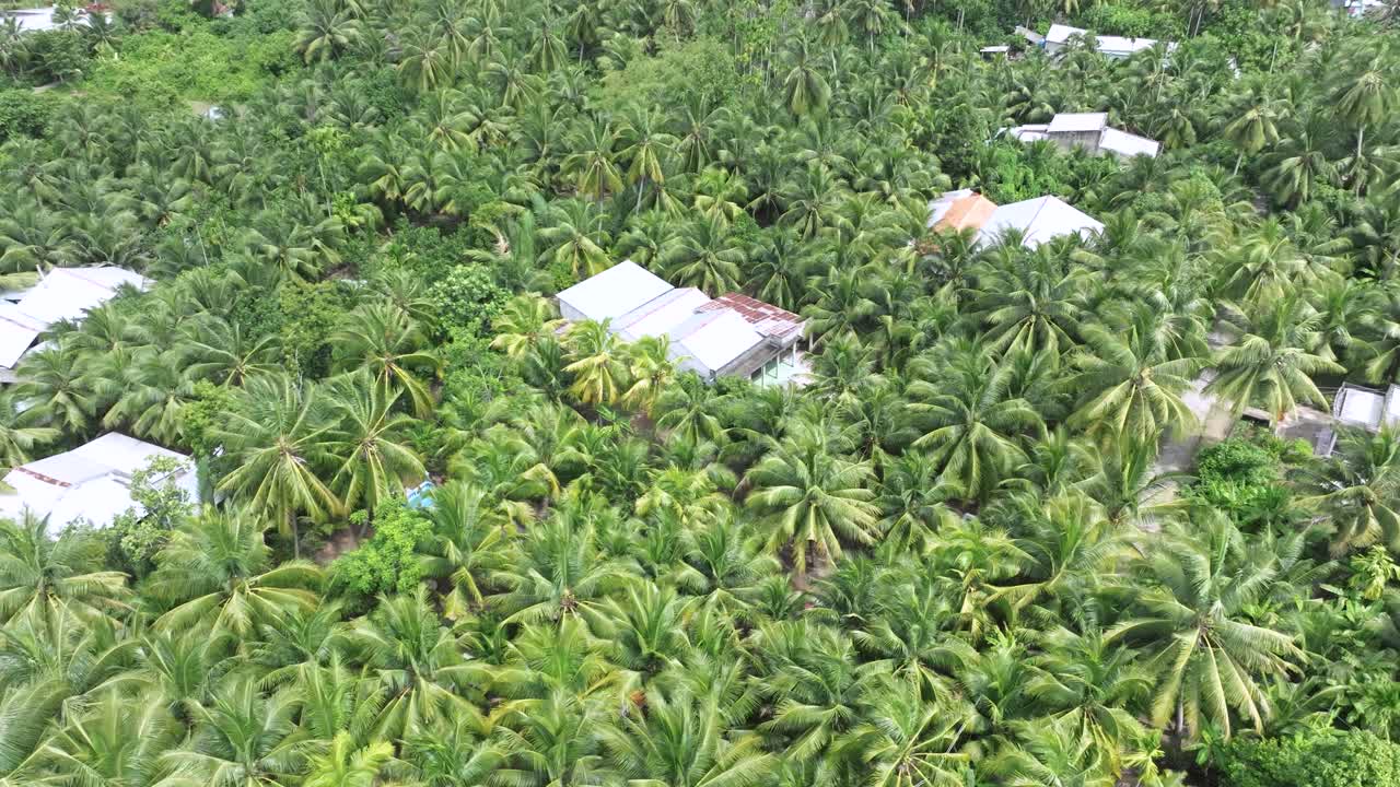 Scattered village homes in lush palm forest, tropical Mekong Delta, aerial view