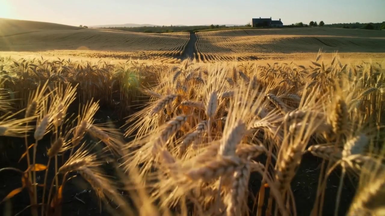 Moving camera revealing clump of ripe golden wheat in rural field, showing farmhouse on horizon