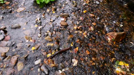 Primer-Plano-Aéreo-De-Un-Riachuelo-Rocoso-En-Otoño