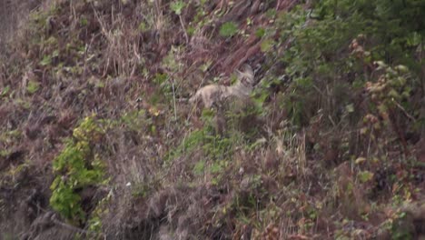 un coyote corre por la ladera de una montaña