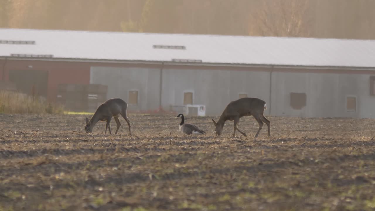 Couple of Roe deer joyfully grazing on a field alongside goose - long medium shot