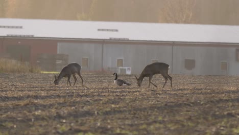 couple of roe deer joyfully grazing on a field alongside goose - long medium shot